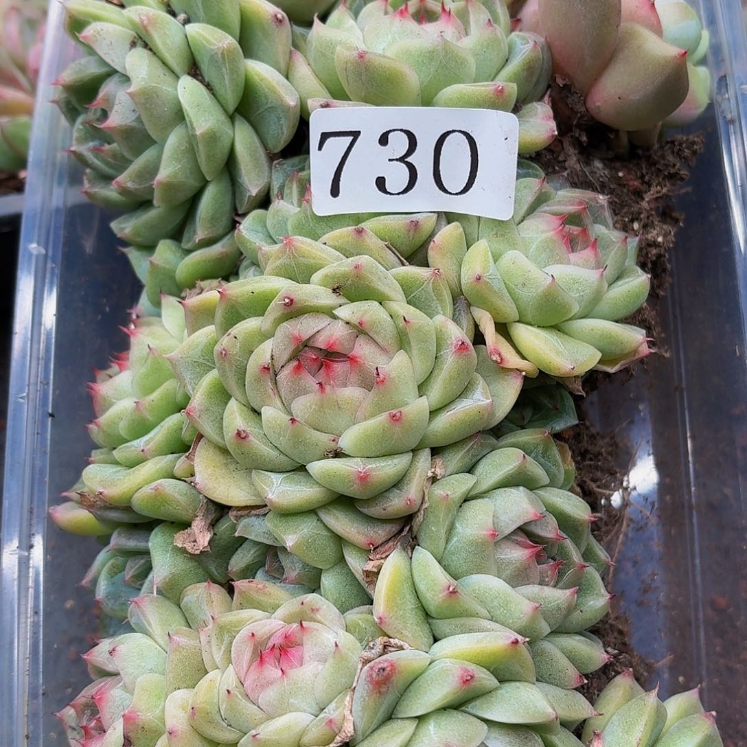 多肉植物多肉植物730
