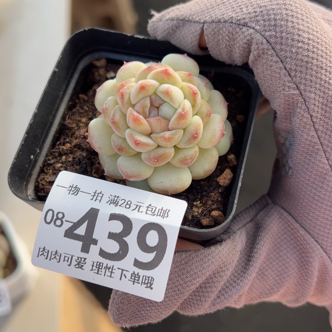 香格里拉多肉多肉多肉