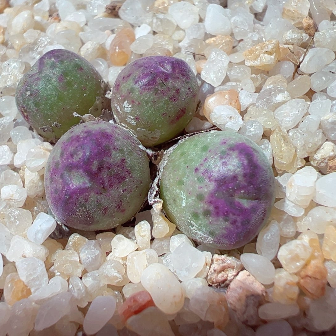 101-126多肉多肉sb632