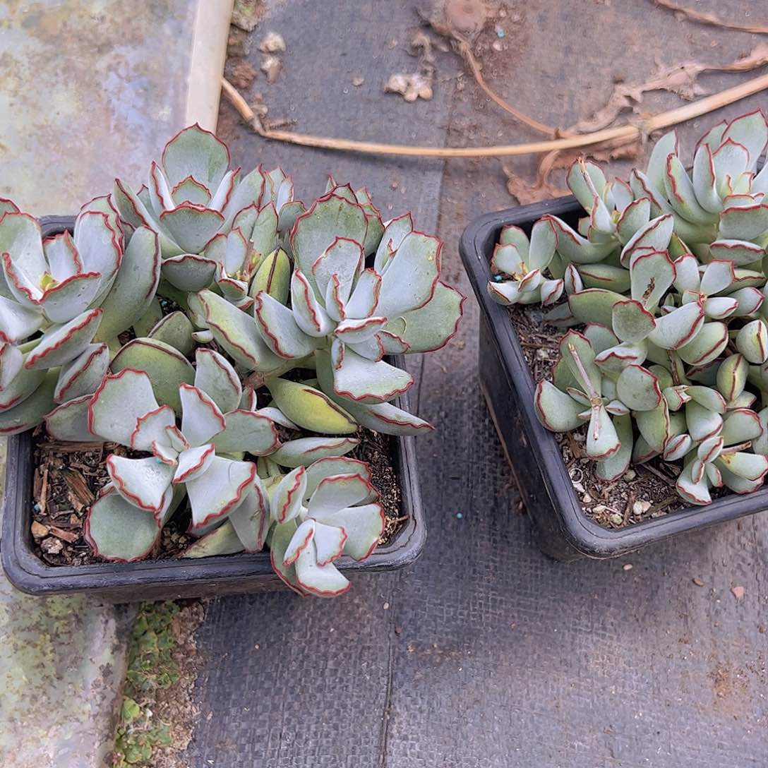 韩系白玫 多肉植物