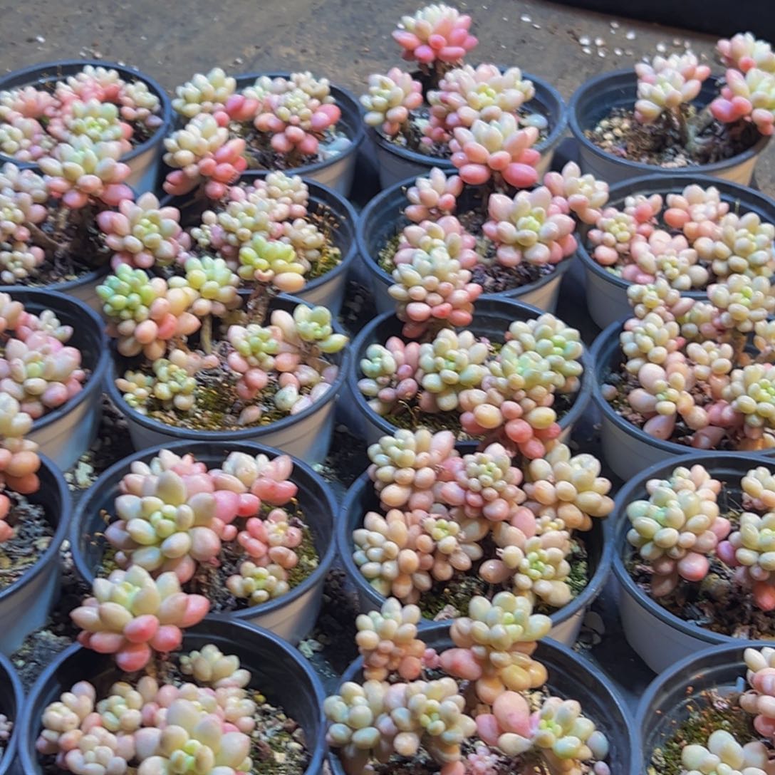 393多肉葡萄的味道