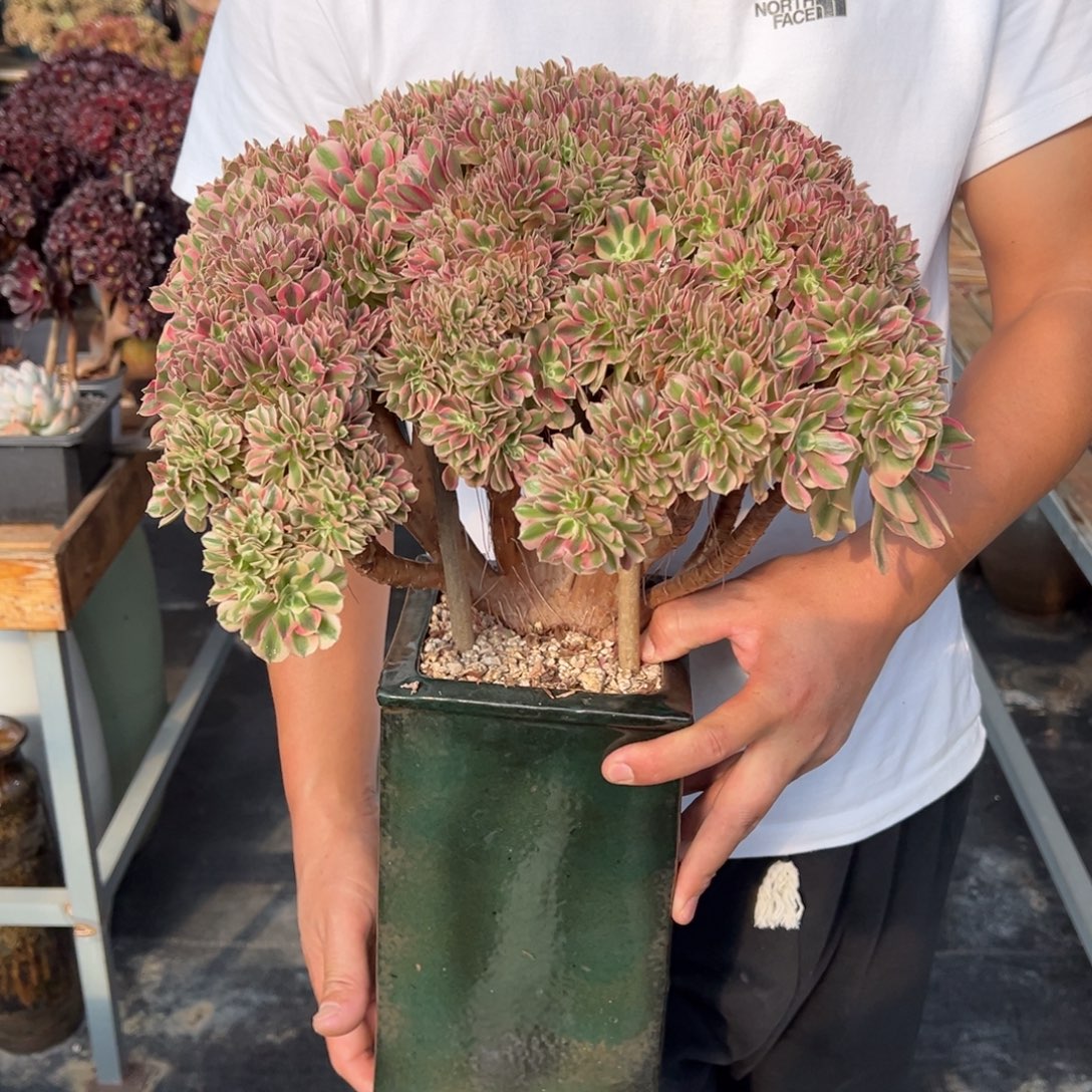 粉女巫朵朵缀不带盆土