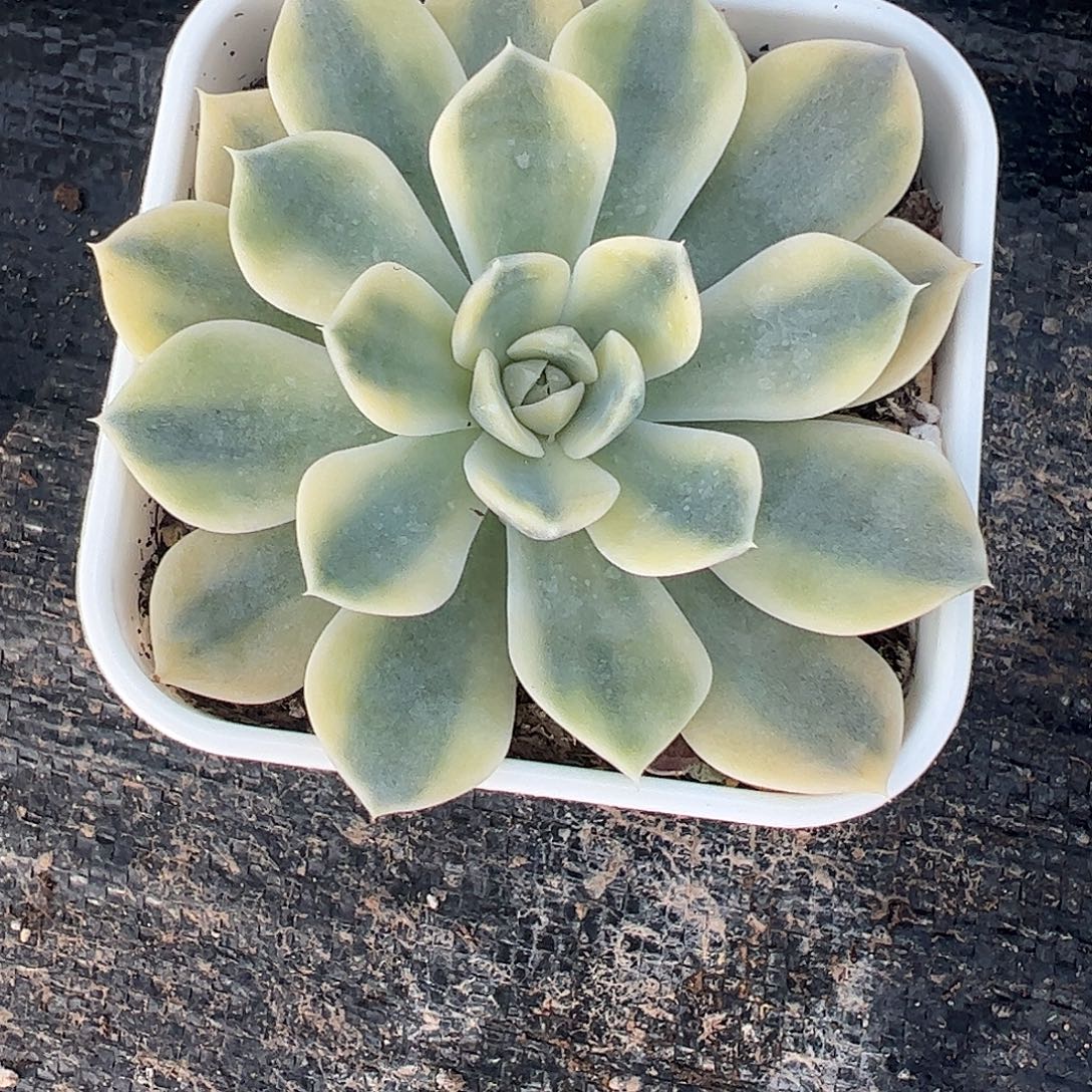 小***汤多肉植物多肉植物