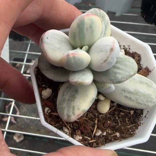 169 一物一拍多肉