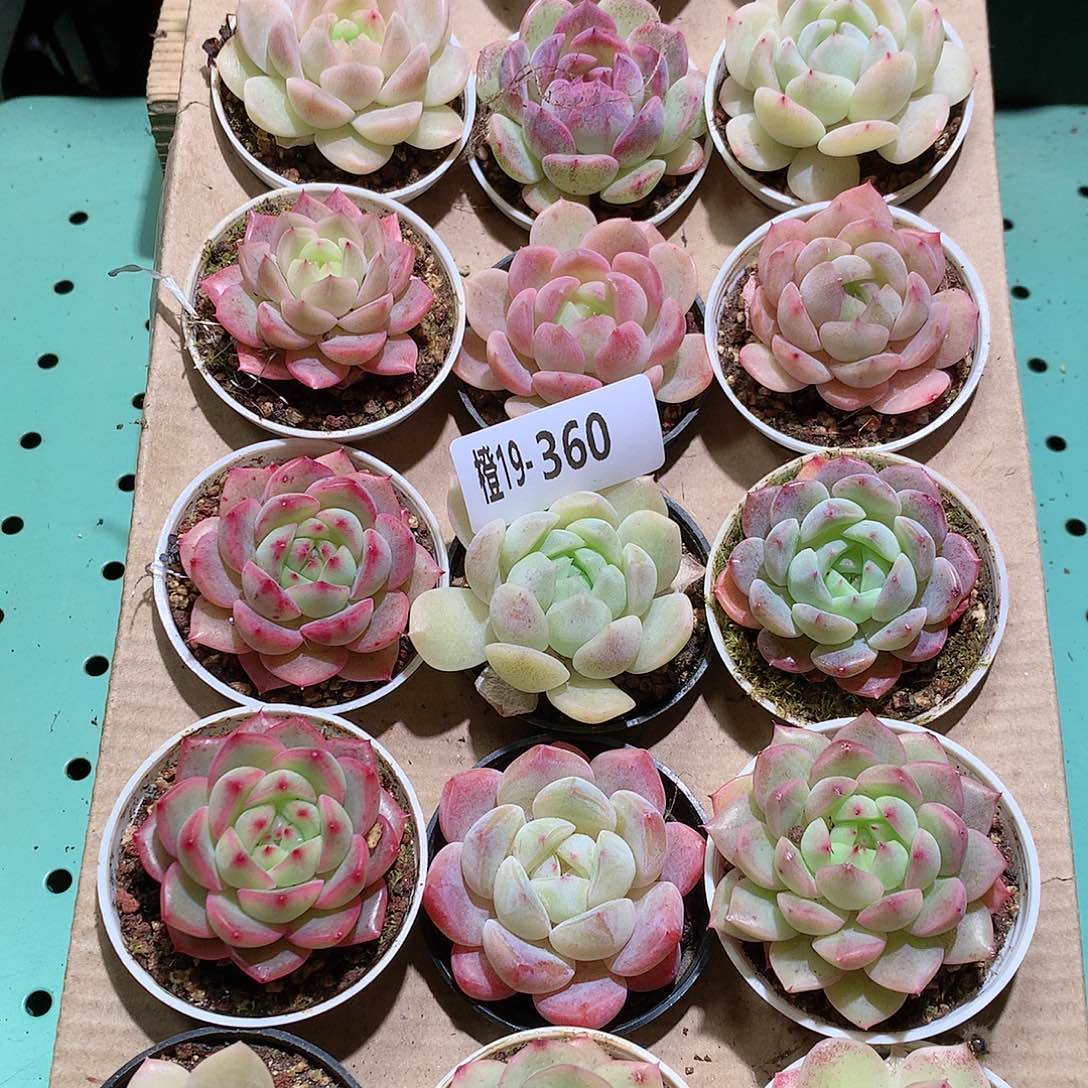 19-360一物一拍带盆18颗