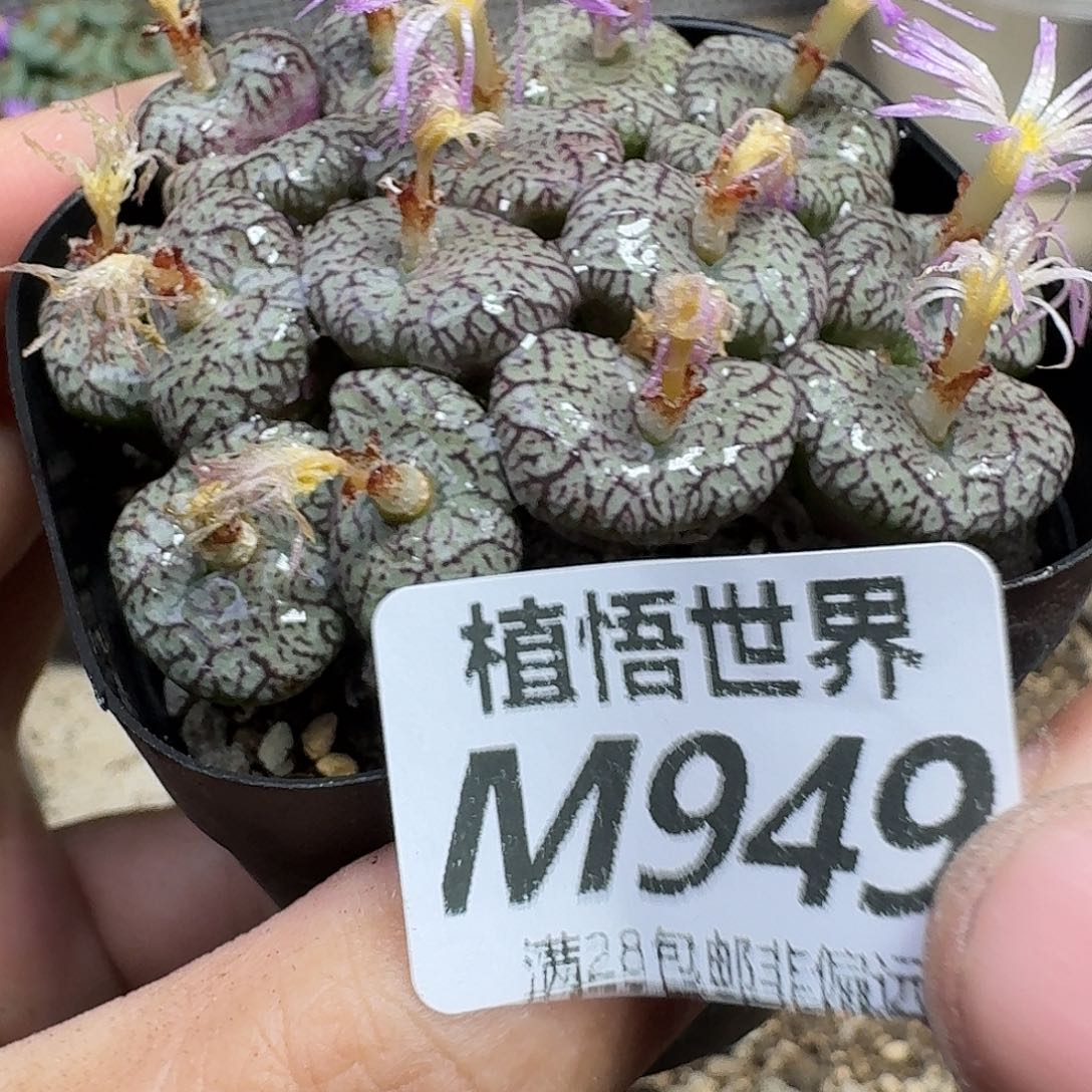 多肉植物的润泽ghjn