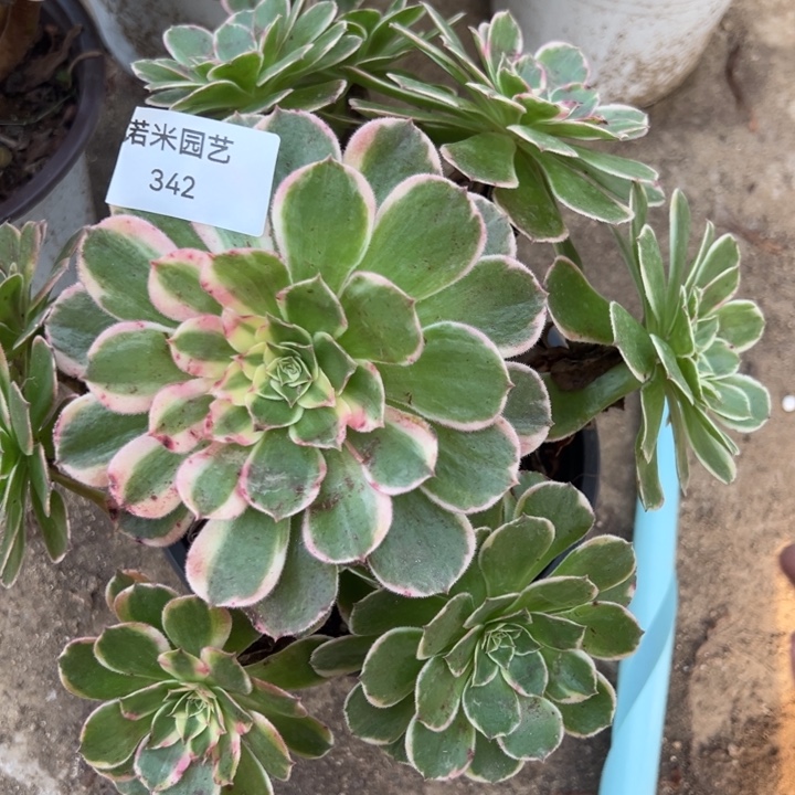 玉芙蓉多肉植物342