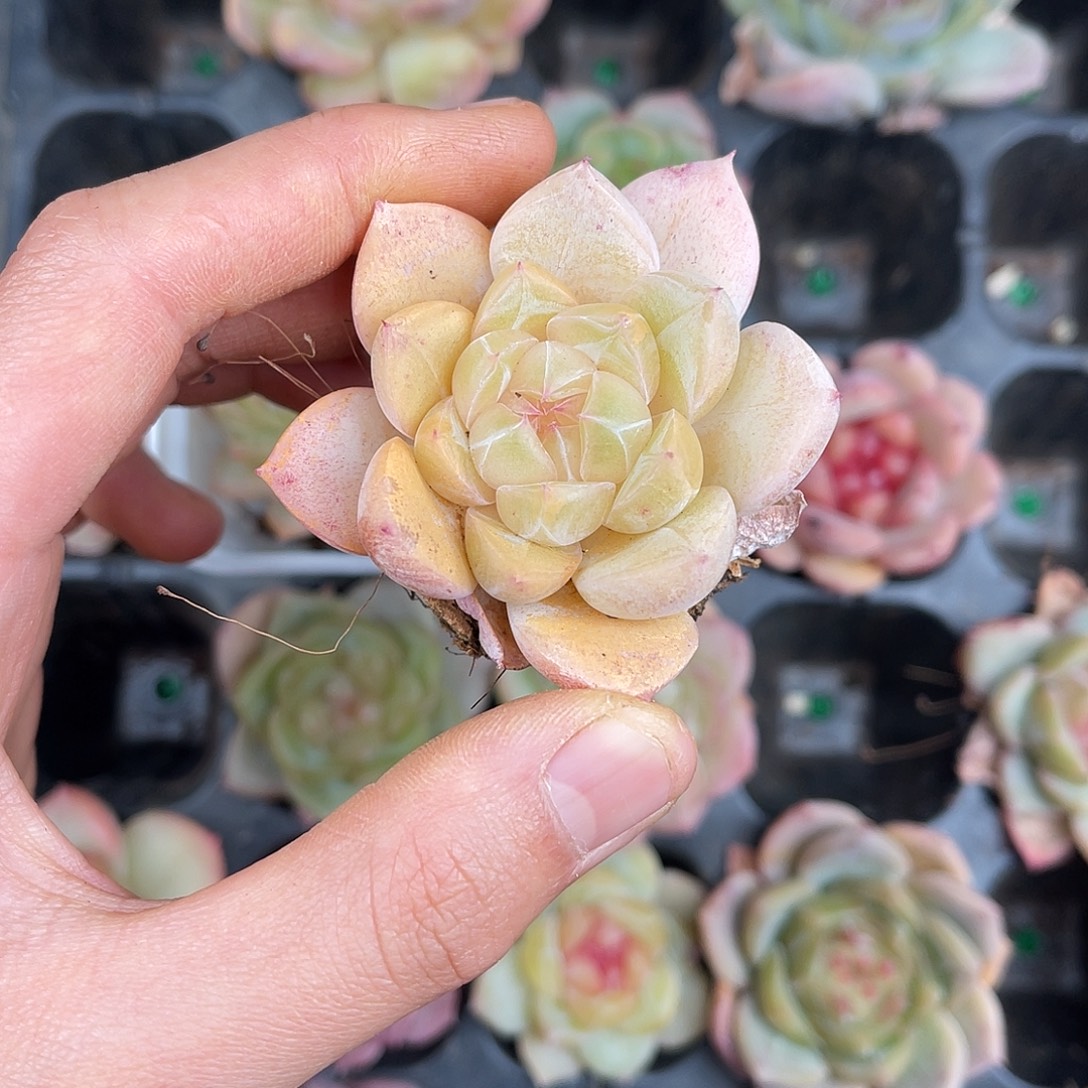 多肉一物一拍10-81