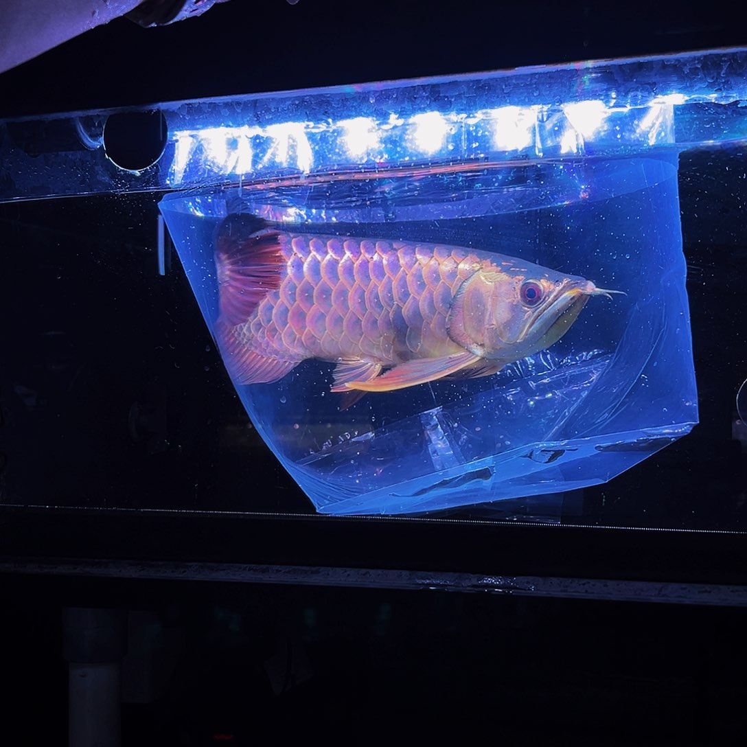 龙鱼马来西亚古典过背