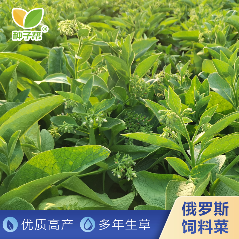 俄罗斯饲料菜种根：四季播种优质高产高蛋白耐寒耐旱，喂猪鸡鸭鹅