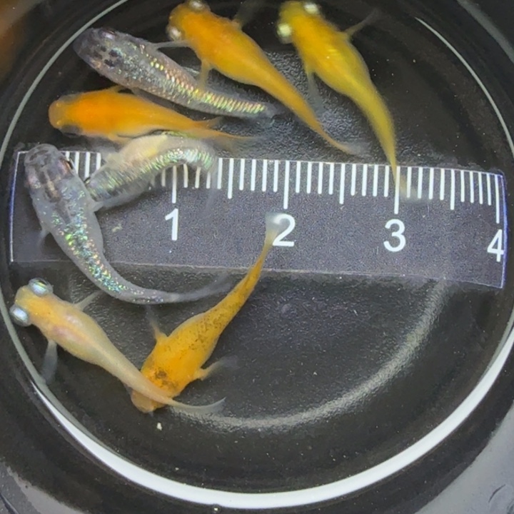 青鳉鱼混搭短球17号