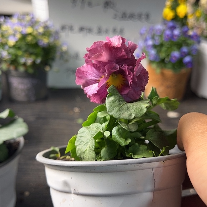 当前无花朵，栽培后可花朵098号苗小