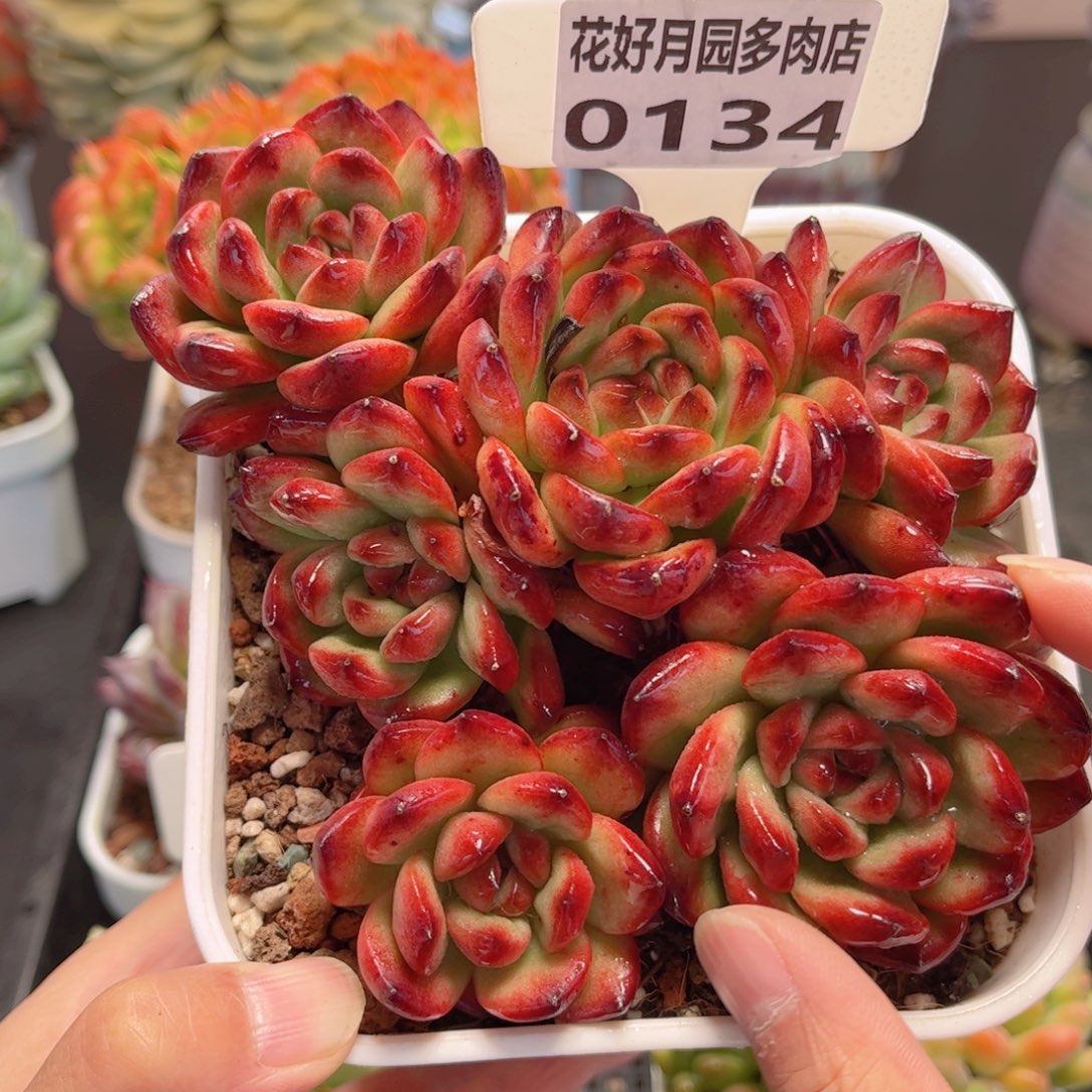 多肉植物0134 一定要拍个冷链哦