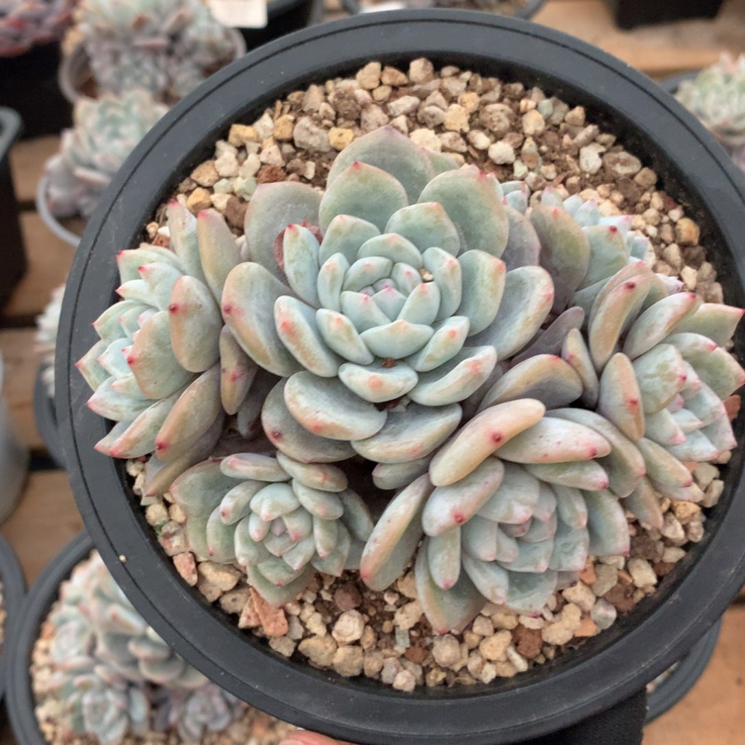 13厘米七头有砍石榴籽2644