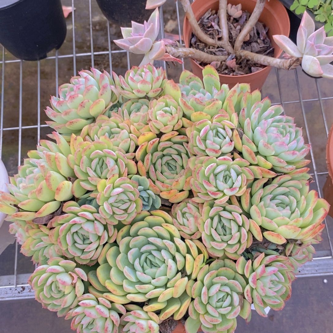 9318草莓冰一物一拍