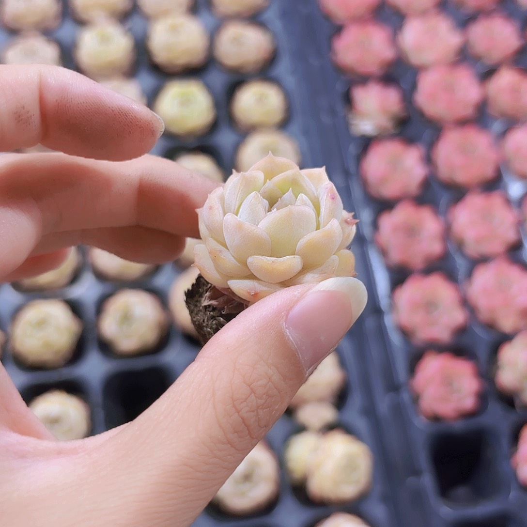 小穴苗纯爱3米2颗