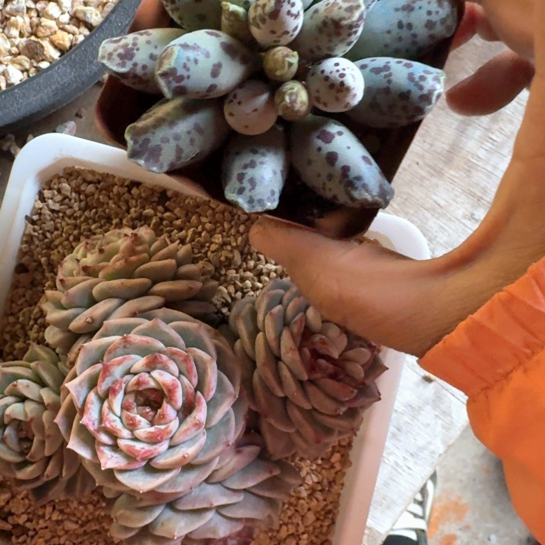 专拍链接天鹅绒专拍