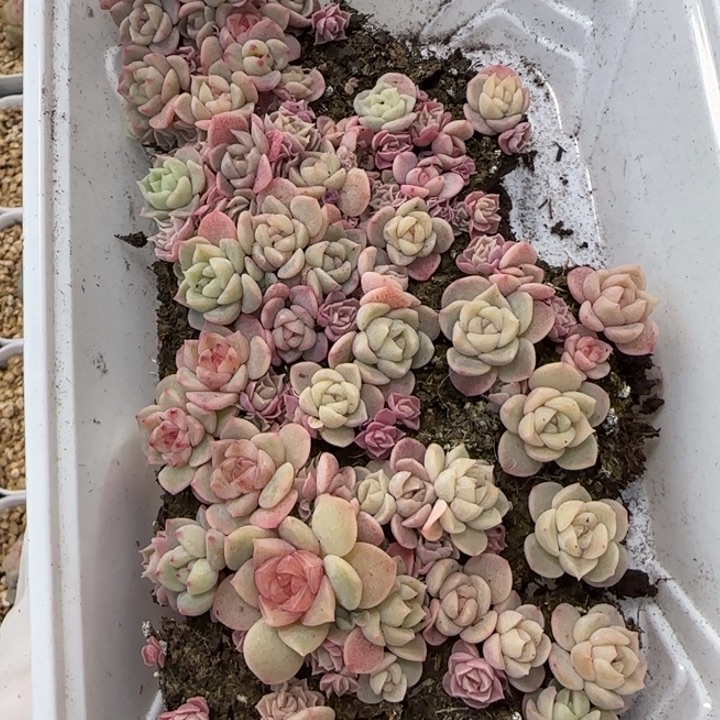 223号粉体混种播苗一盒