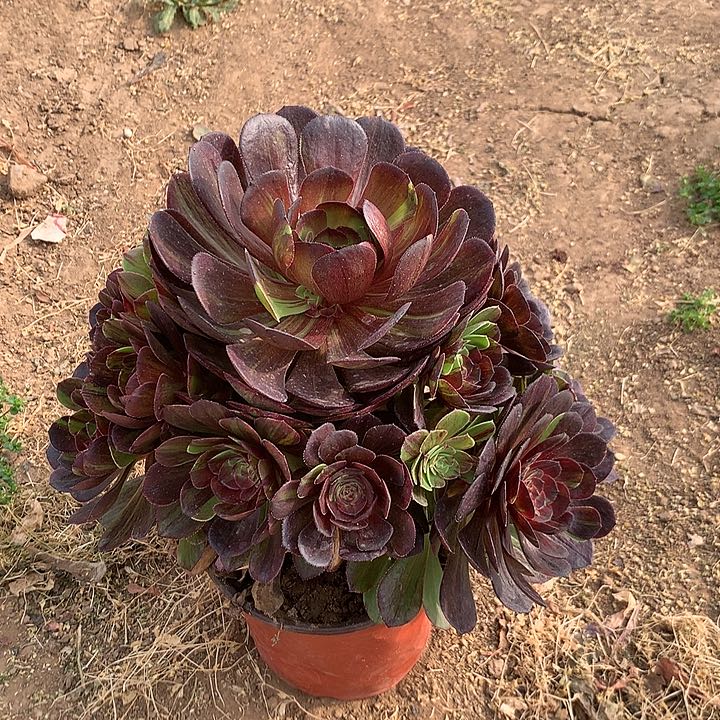 花月夜多肉植物618