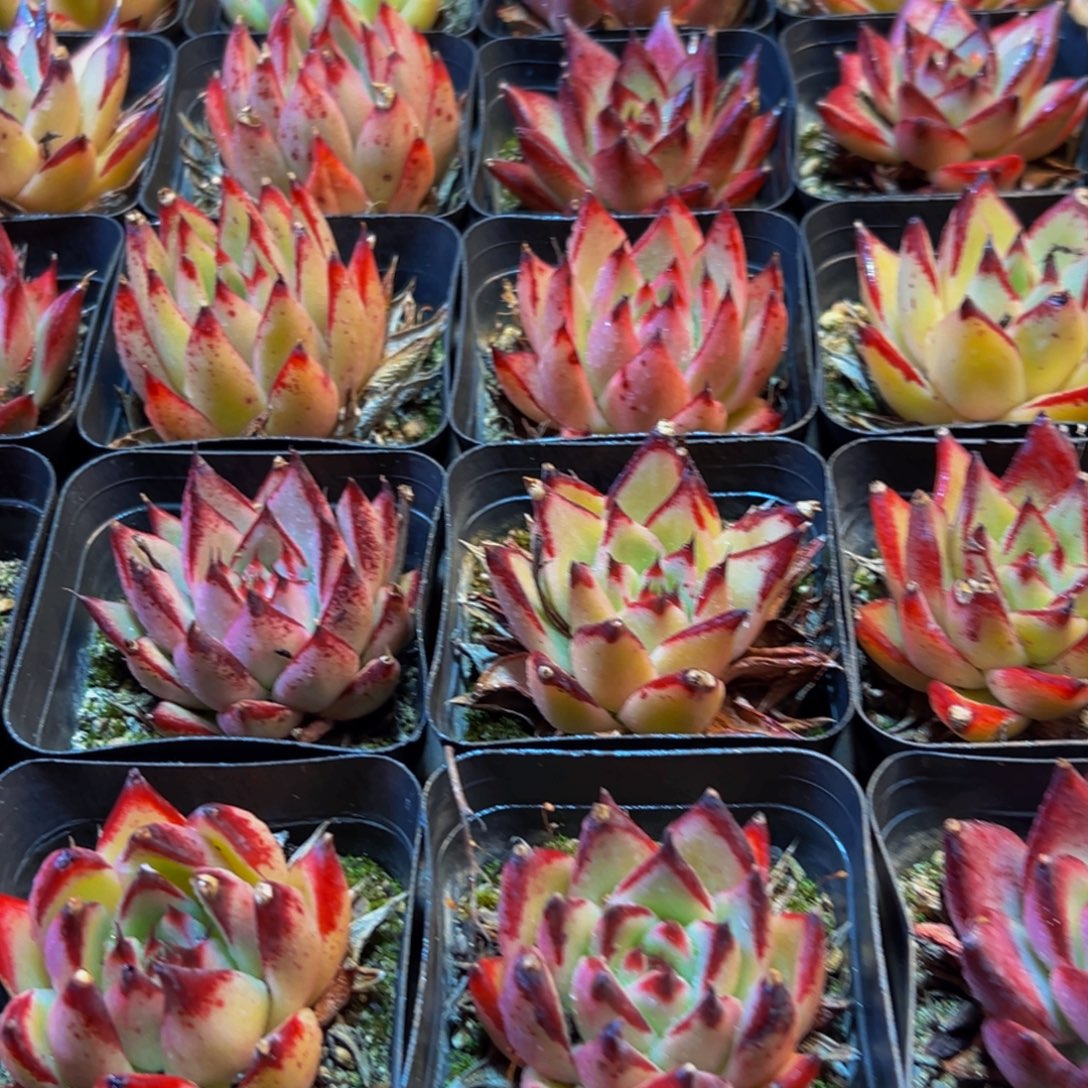 229多肉葡萄领导的