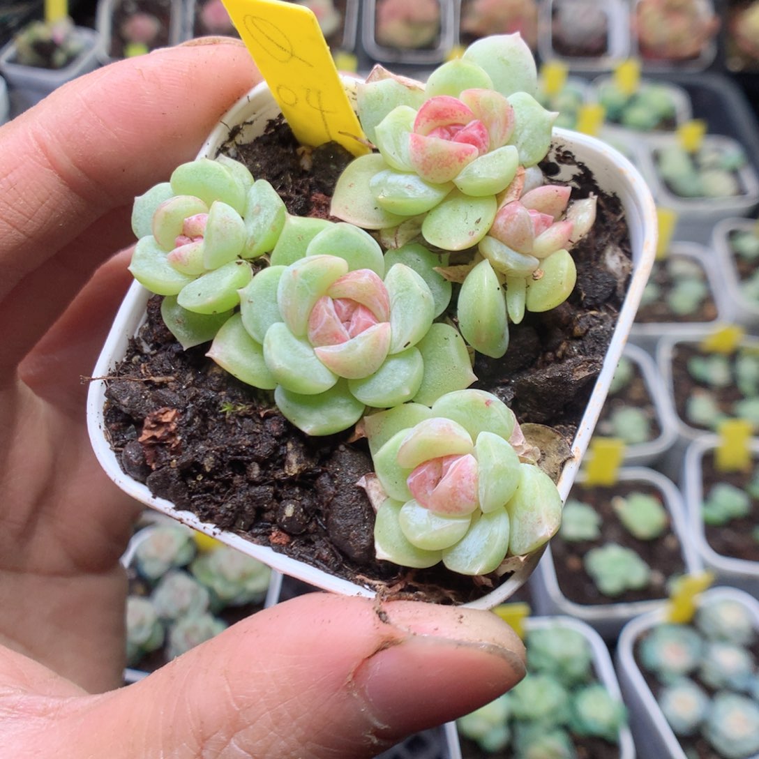 无花朵Q04。 4颗yyy