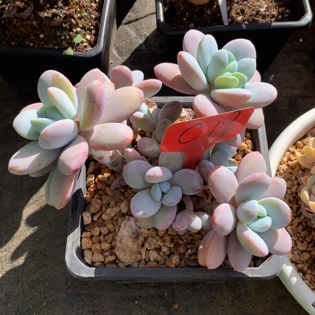 酒***计雪美人62726262266262