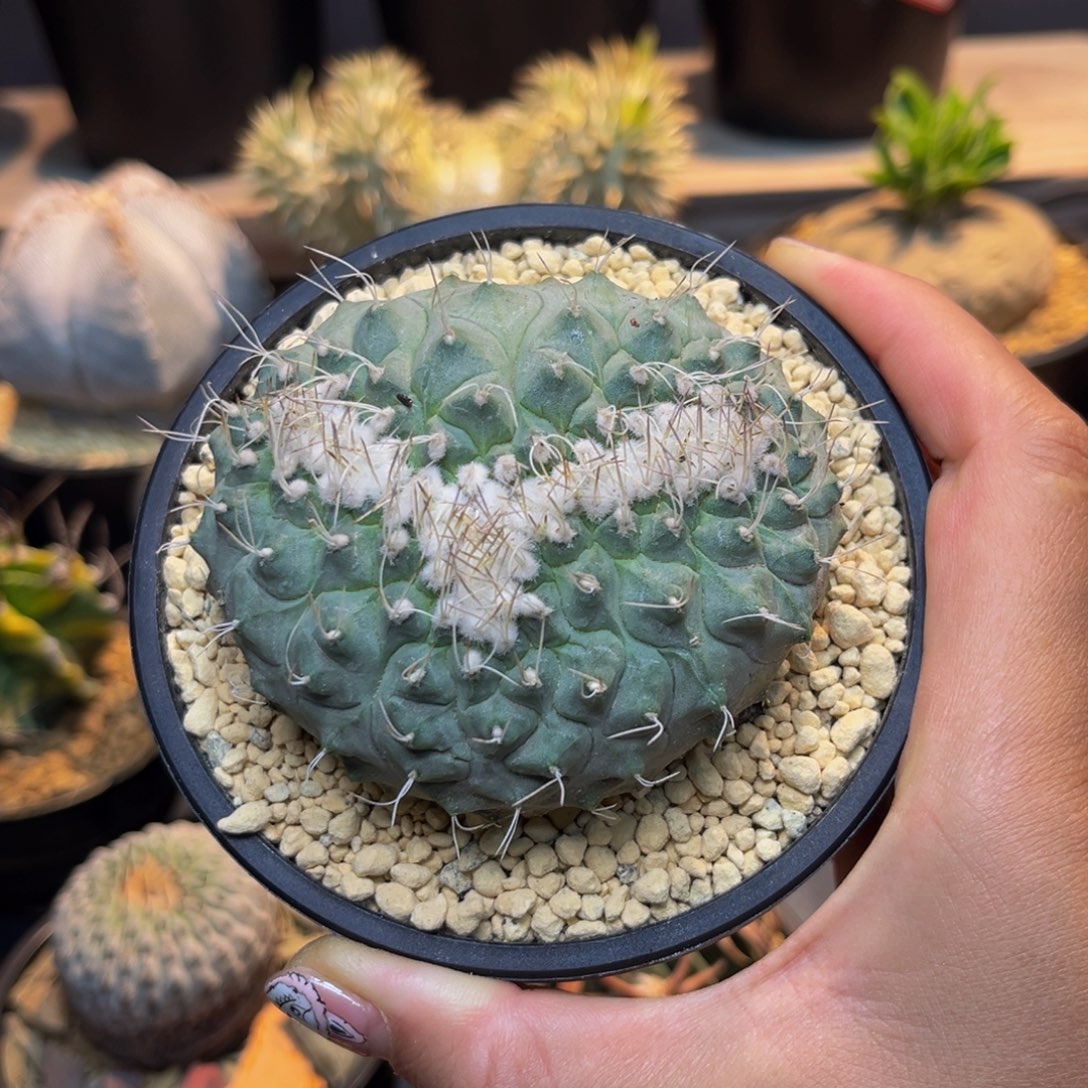 菊水缀Zzzzzzzzzzzzzzz