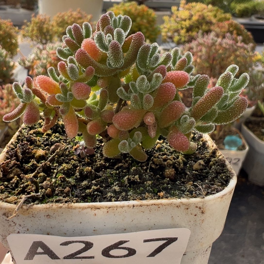 A267冰晶枝干一物一拍