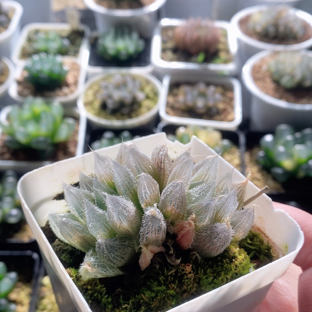 毛玉露锦多肉植物多肉植物