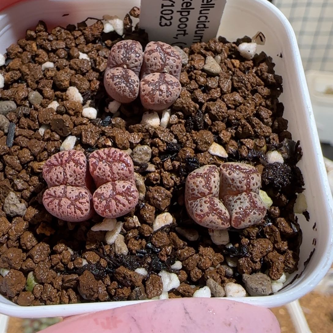 肉锥多肉植物组合-ajy1023勋章1127