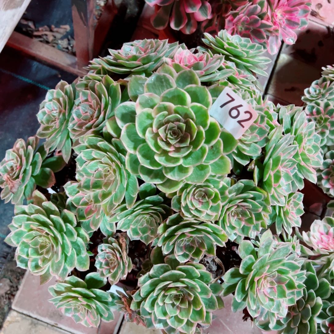 762莲花座法师多肉植物