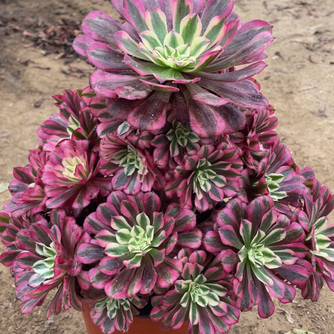 280红铜白精品法师老桩