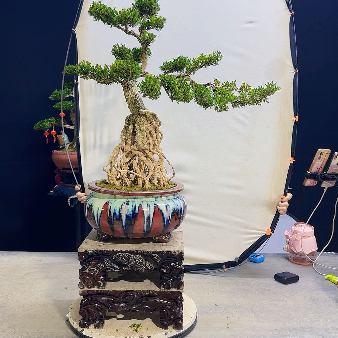 高端黄杨盆景艺术