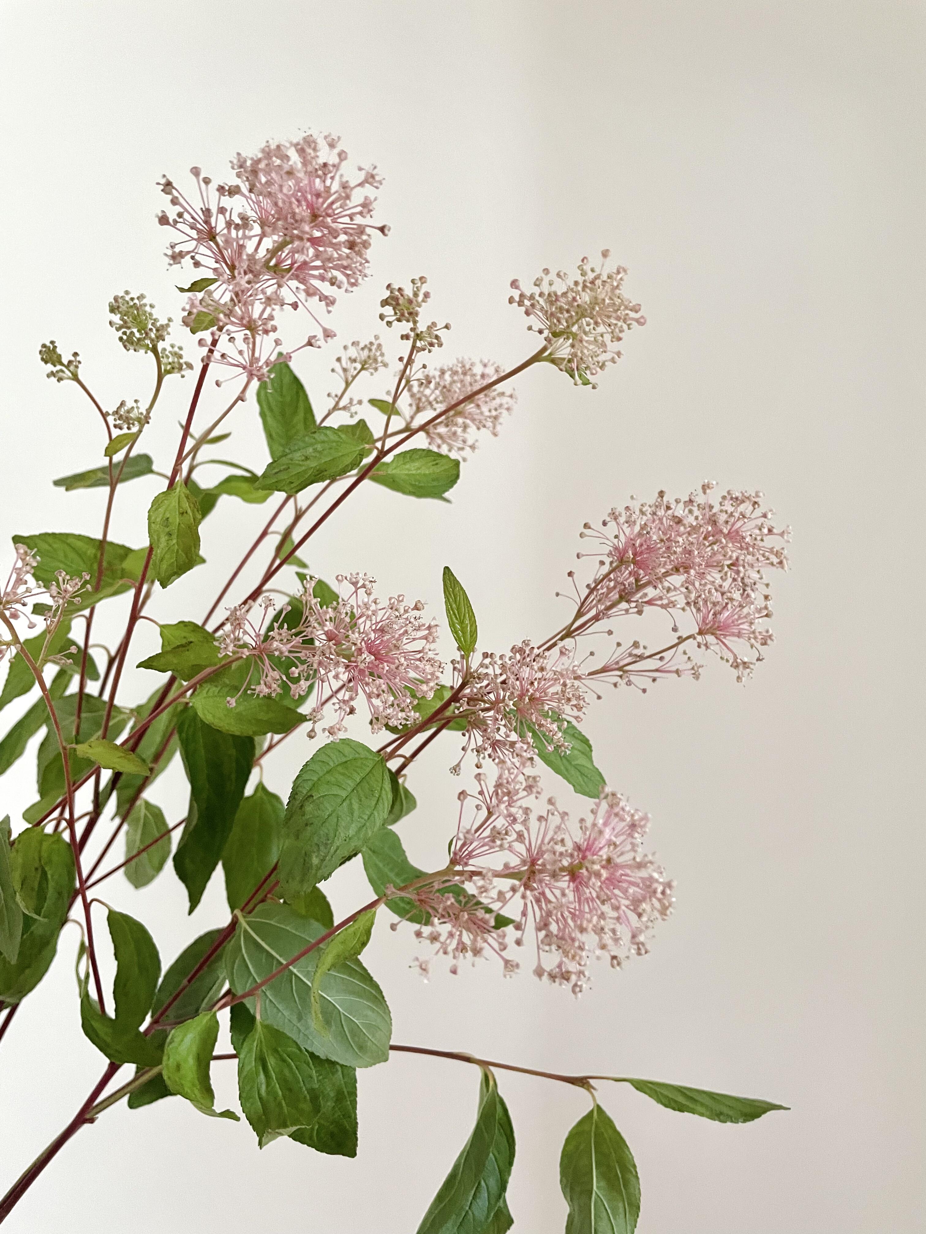 【源头一手价】美洲茶一把  造型感花材 云南基地鲜花   家养水养