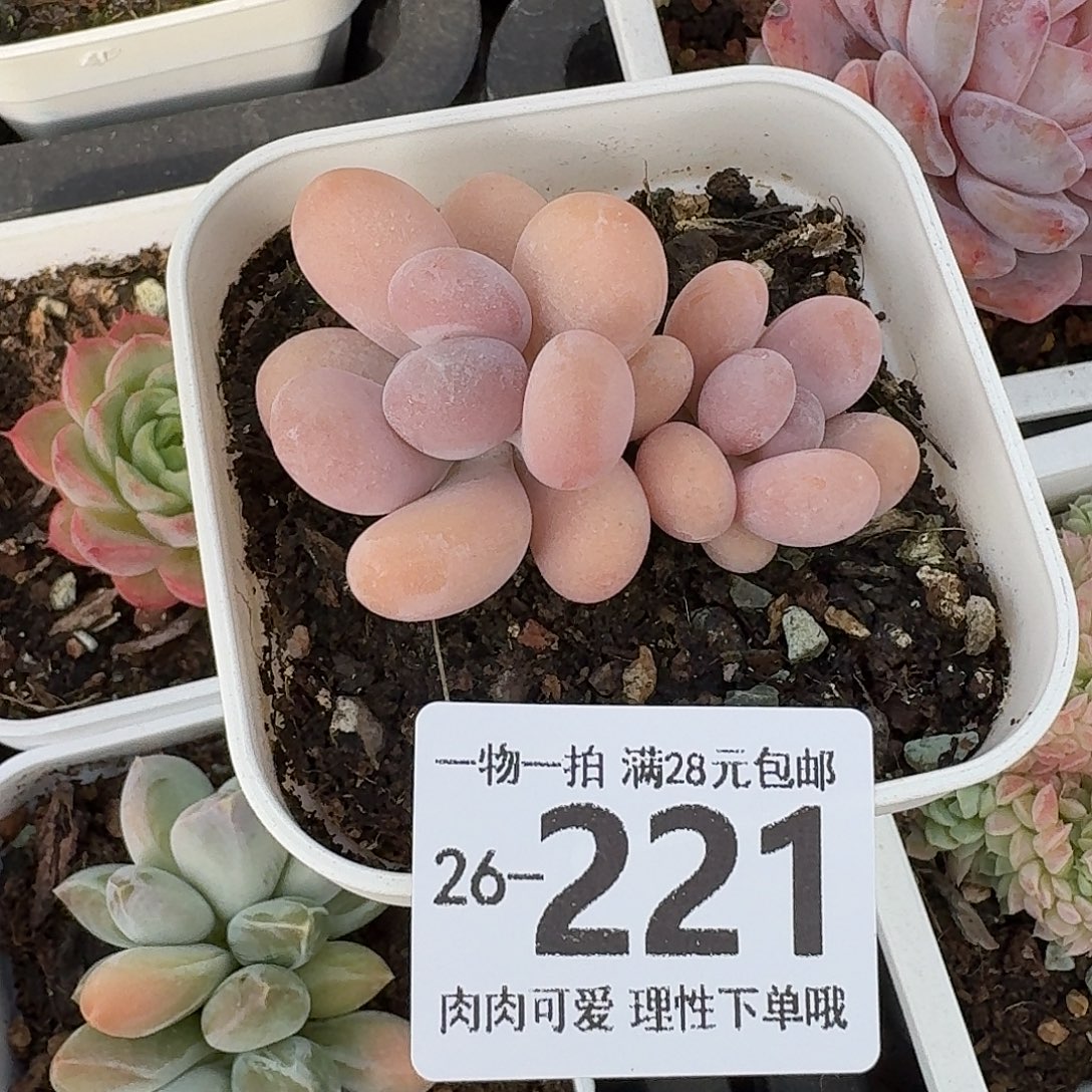 橙奶无盆土发货无