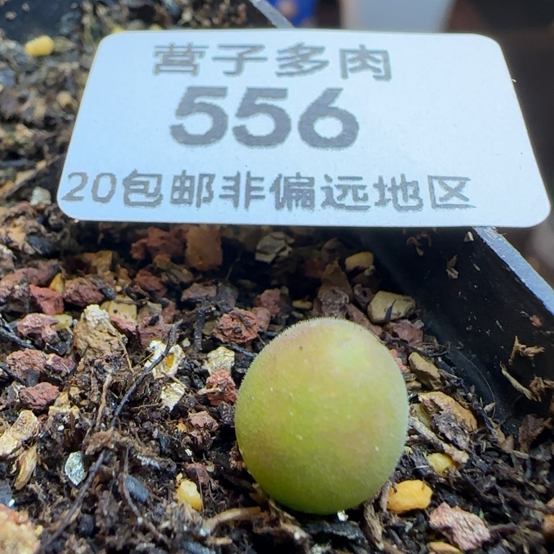 宝辉脱土发货。        