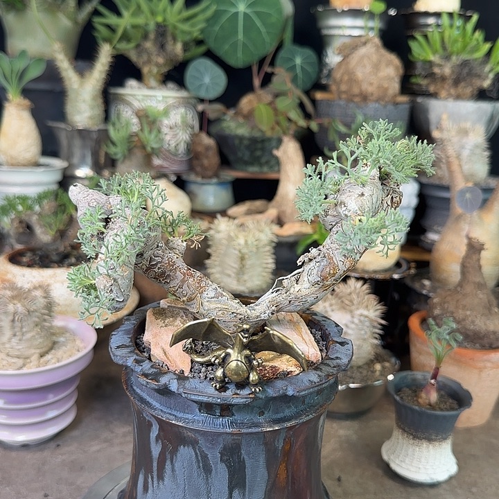 一物一拍黑皮月界720