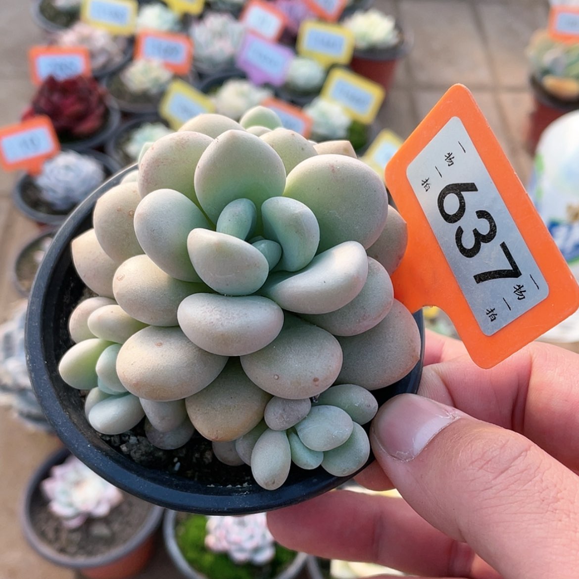 【闪购商品】637号