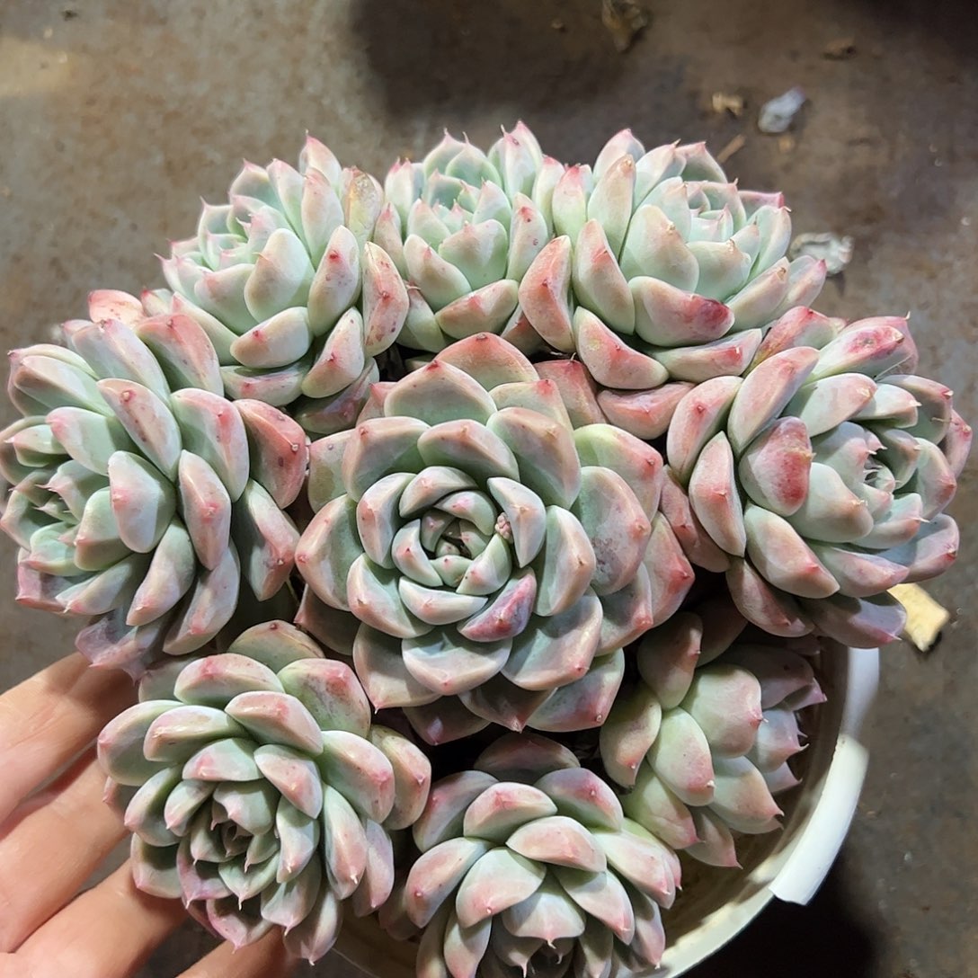 佳人手捧，一物一拍