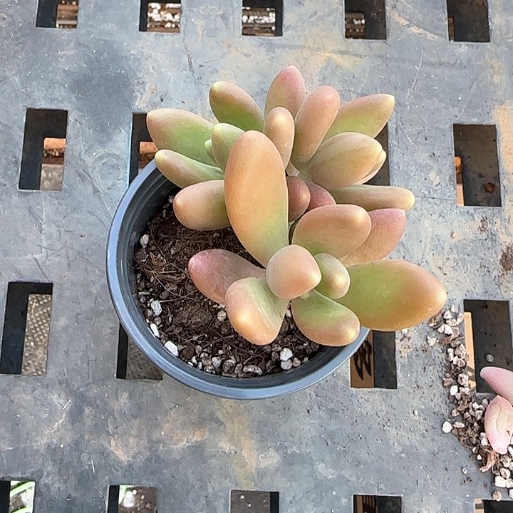 青蛙王子儿童牙膏111