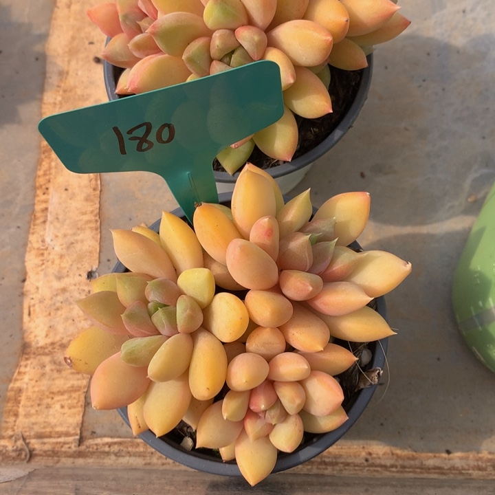 多日子黑素727277373738