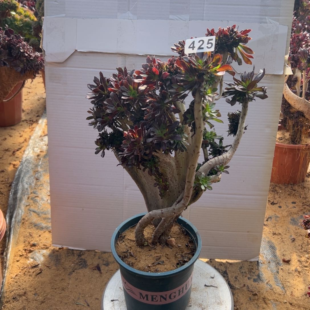 伤大黑缀425高38