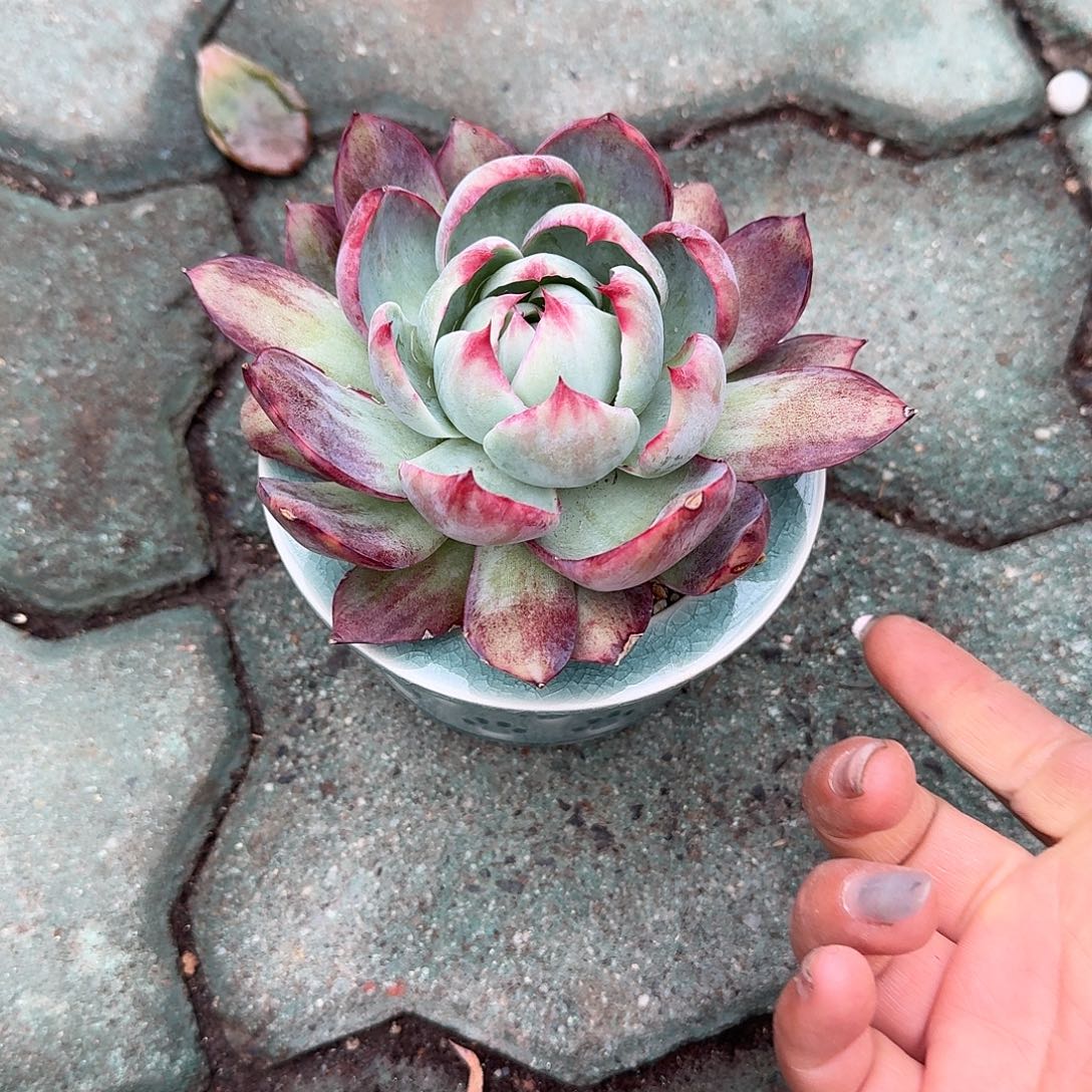 拉丝锦惊鸿带盆多肉