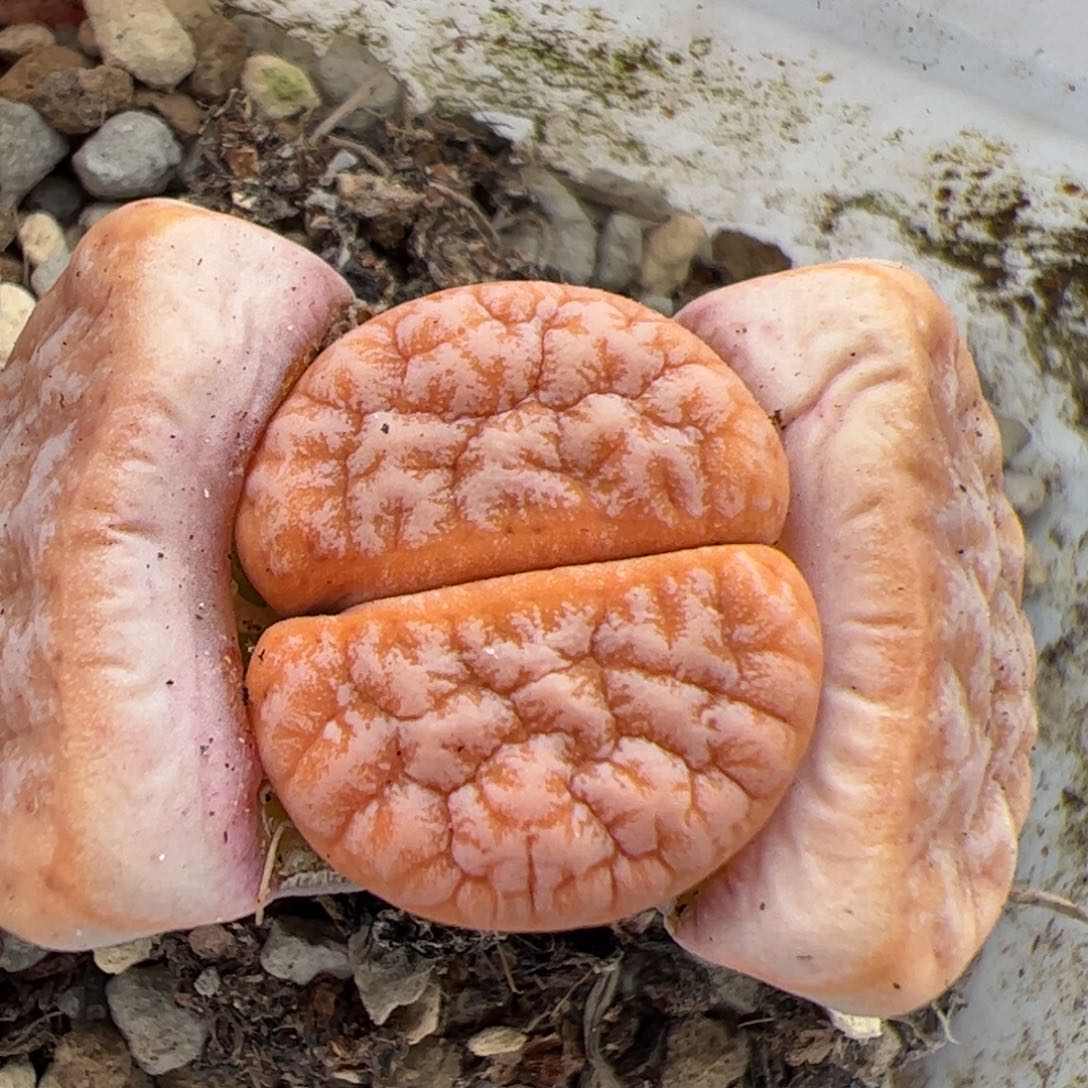 0658号拿铁 多肉植物