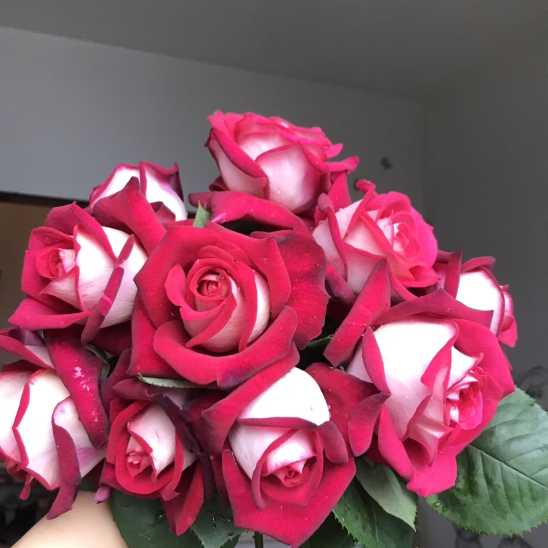莫妮卡贝鲁奇       月季大花切花勤花抗病性强（1+根接土球发货）