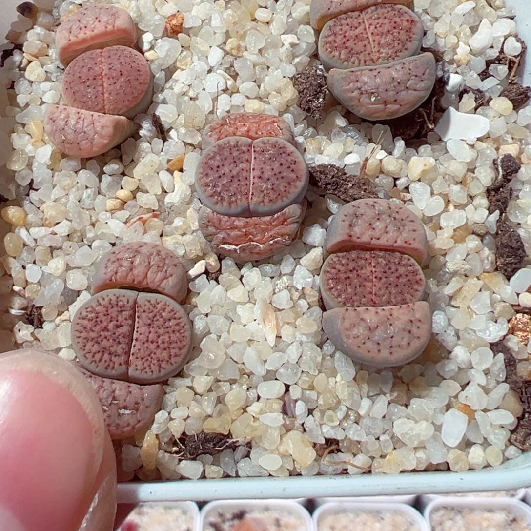 226-444.多肉朝贡