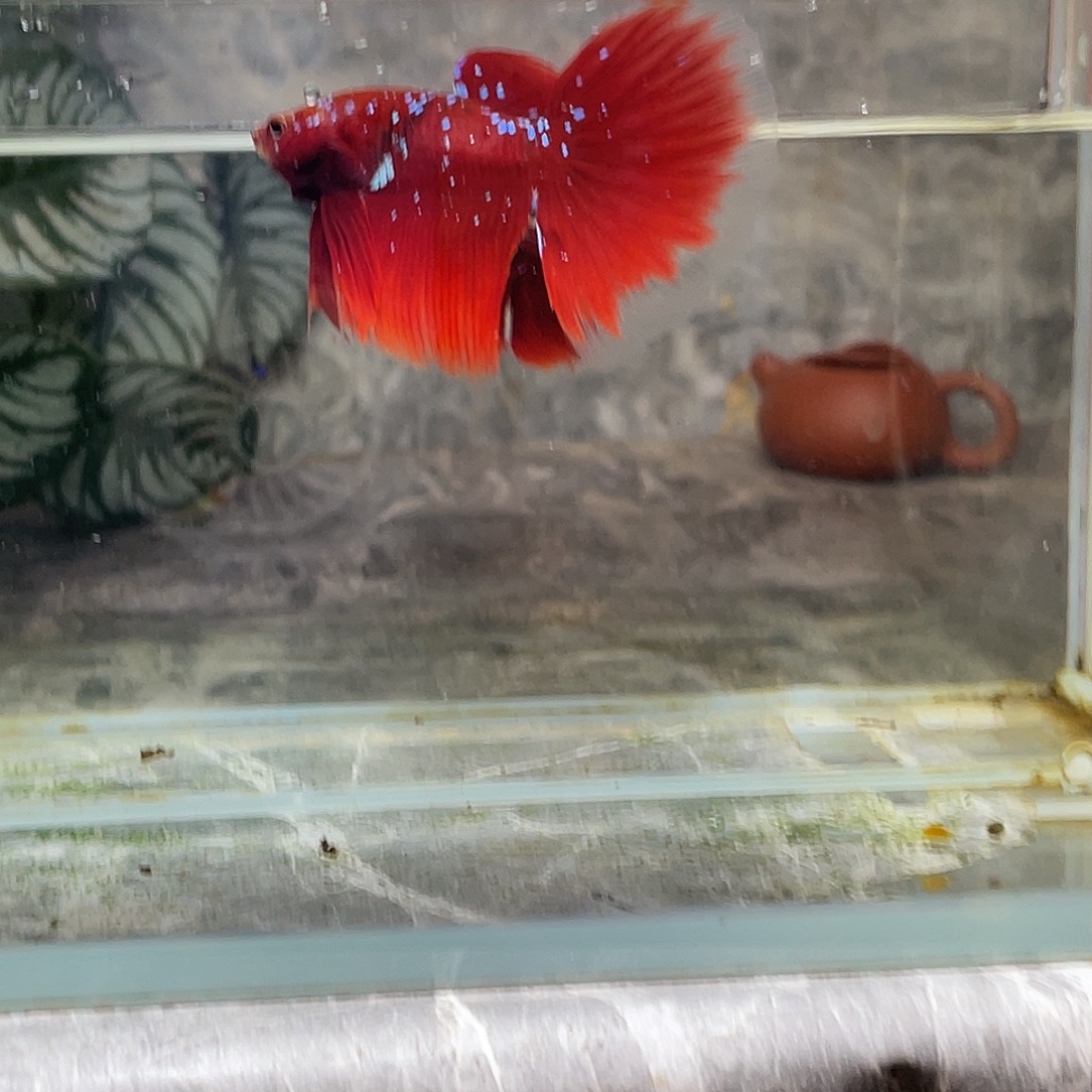 斗鱼育平斗鱼泰国斗鱼