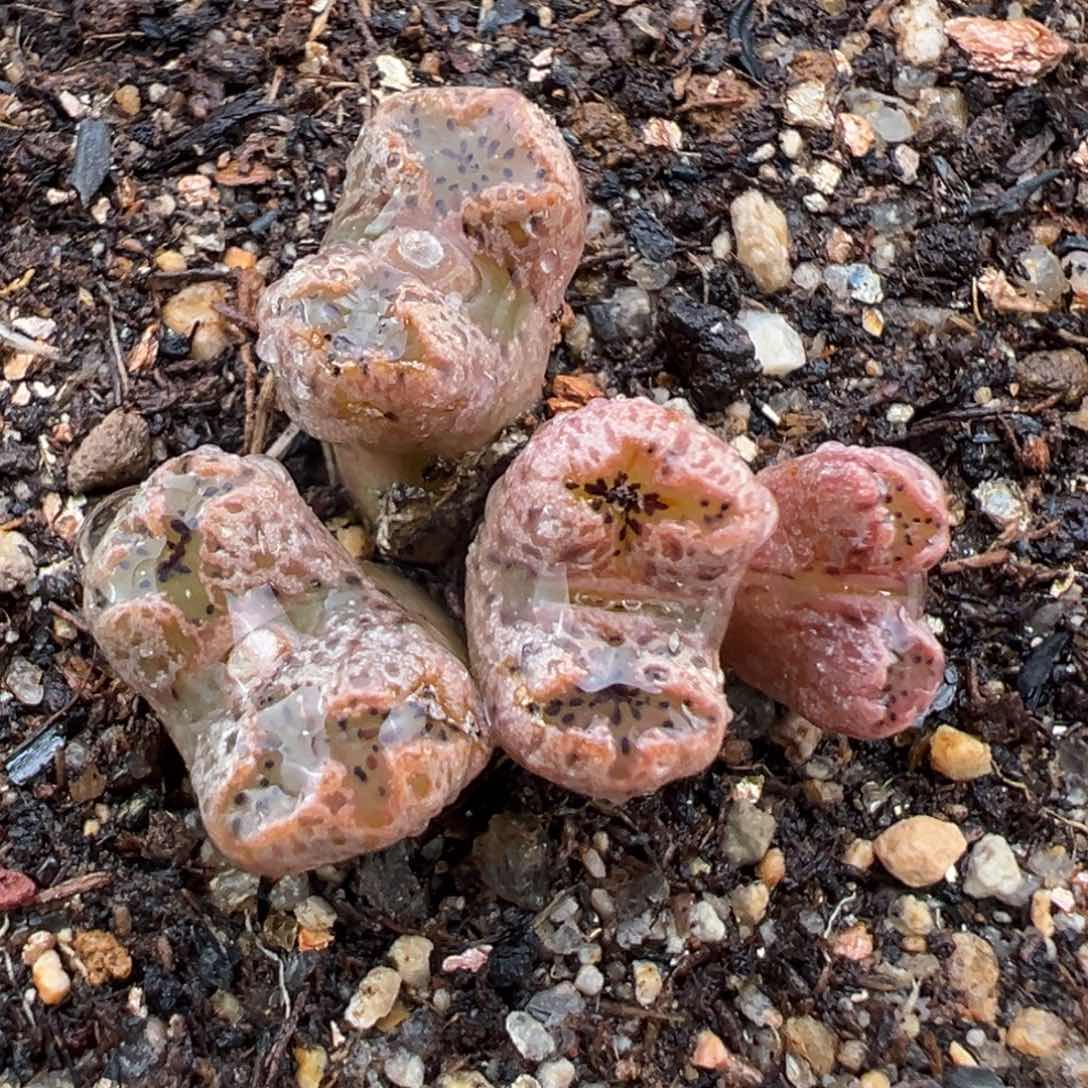 2.3好看的多肉a280