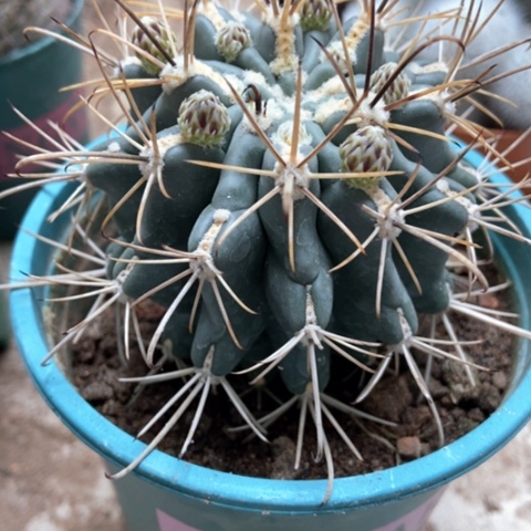 黑楼上仙人球18米仙人球