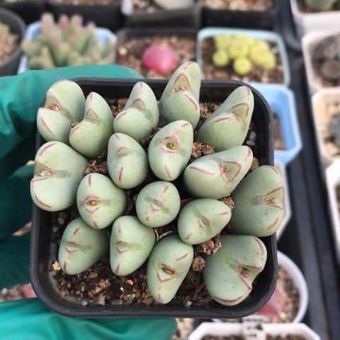 多肉肉锥 17头元宝口笛